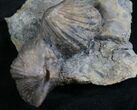 Platystrophia Brachiopod Fossils From Kentucky #6639-1